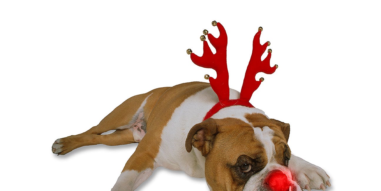 Happy Holidays from Boomhauser the Red-Nosed Reindog