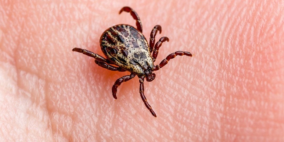 Το Ψέμα για τη Νόσο Lyme