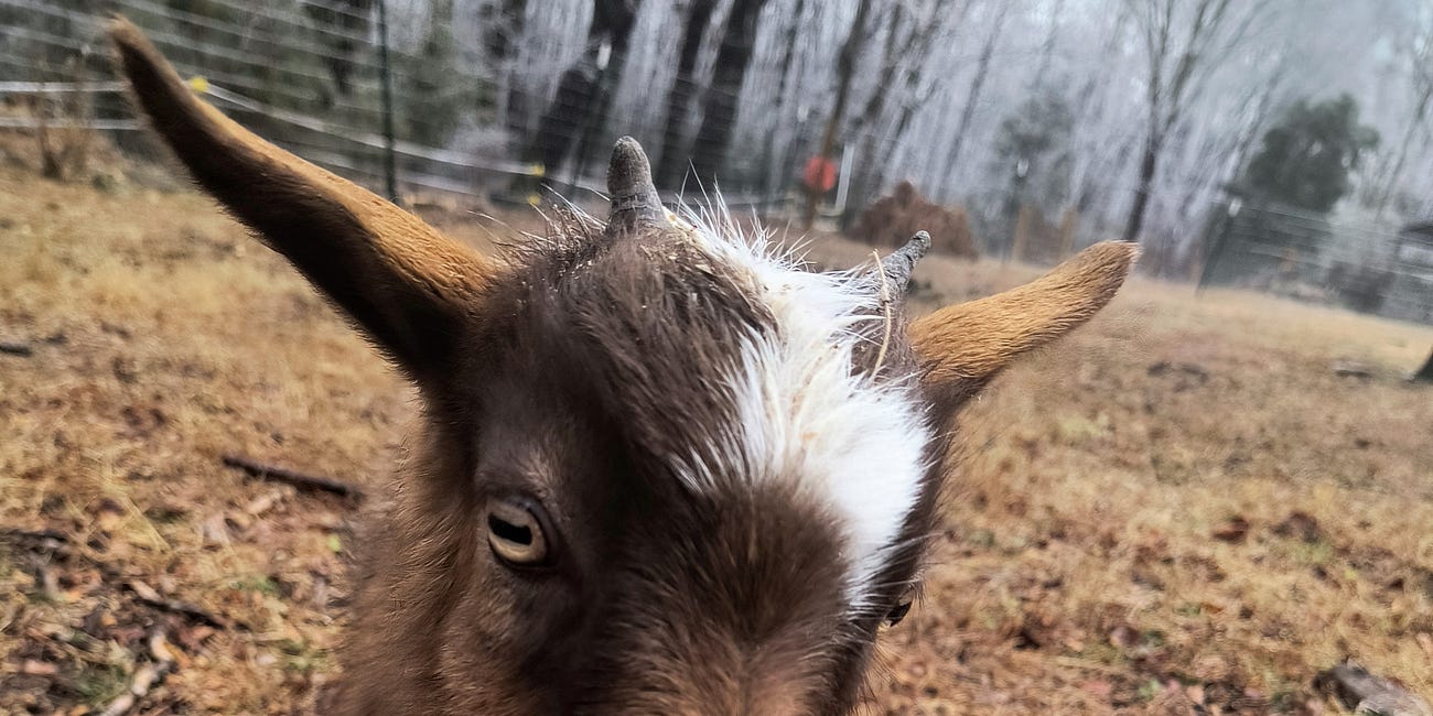 Meet the critters #5