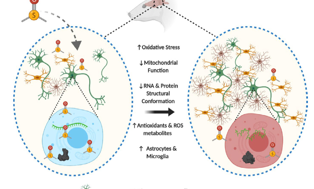 Dimethyl Sulfoxide Deaths and Neurotoxicity