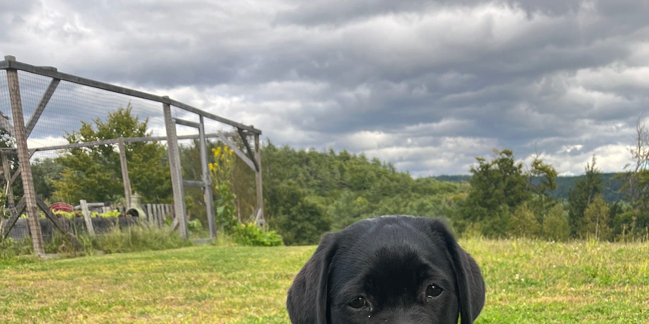 Leo makes his debut in Norwich