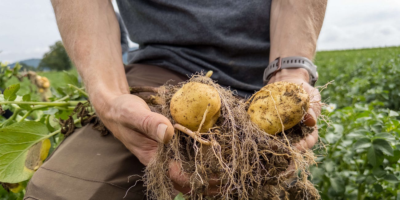 Dauerregen vernichtet 56 Prozent der Schweizer Bio-Kartoffeln – neue Sorten müssen her
