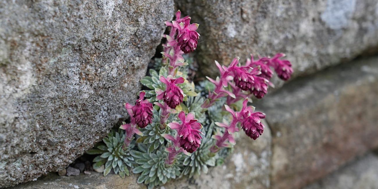 10 tough plants for early April joy 