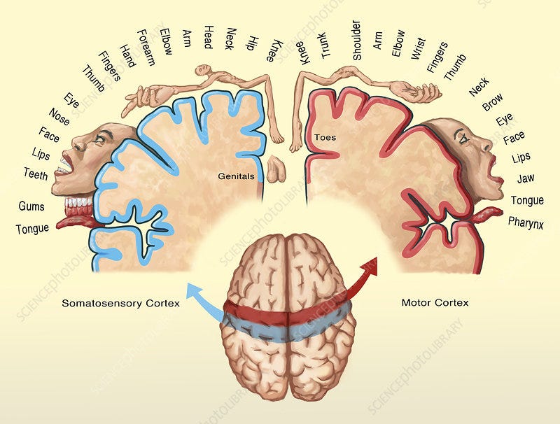The Civilizational Crisis: How the Reading Circuits in Our Brain are Disappearing