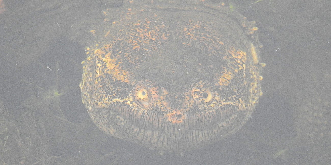 Snapping Turtle: "Stare and Glare"