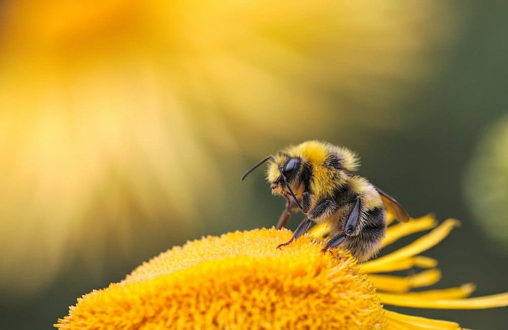 BeSafeBeeHoney