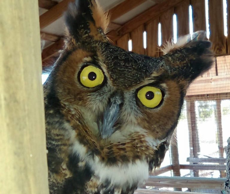 Bradenton Beach Wildlife Center Faces Uphill Battle to Reopen After Hurricane Damage