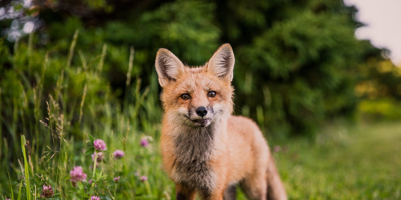 "But what does it mean?" How to Interpret Spirit Messages from Animals