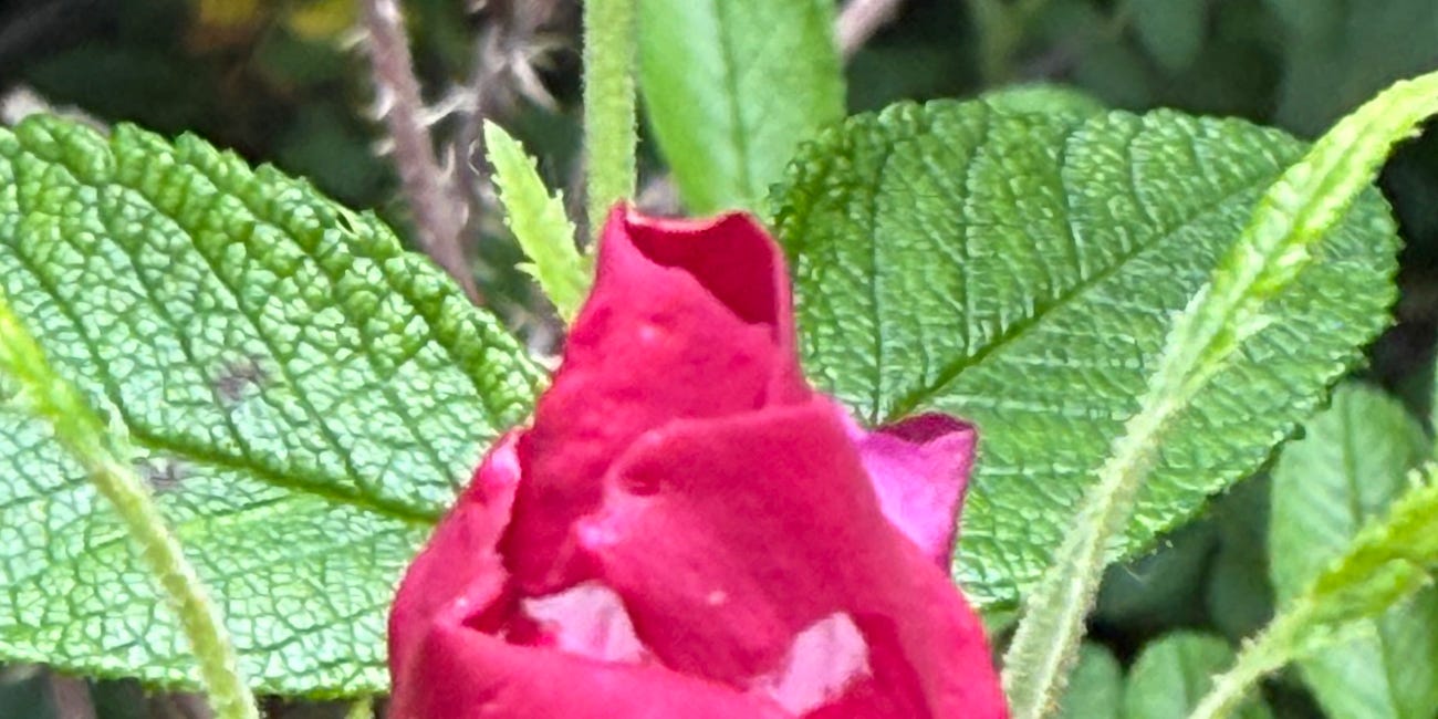 Beauty is everywhere