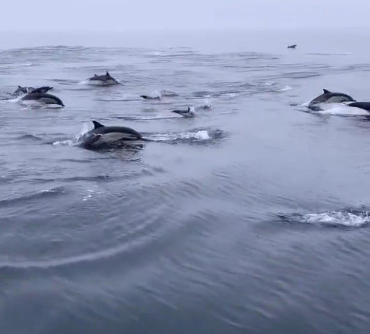 Zen Moment: Dolphins