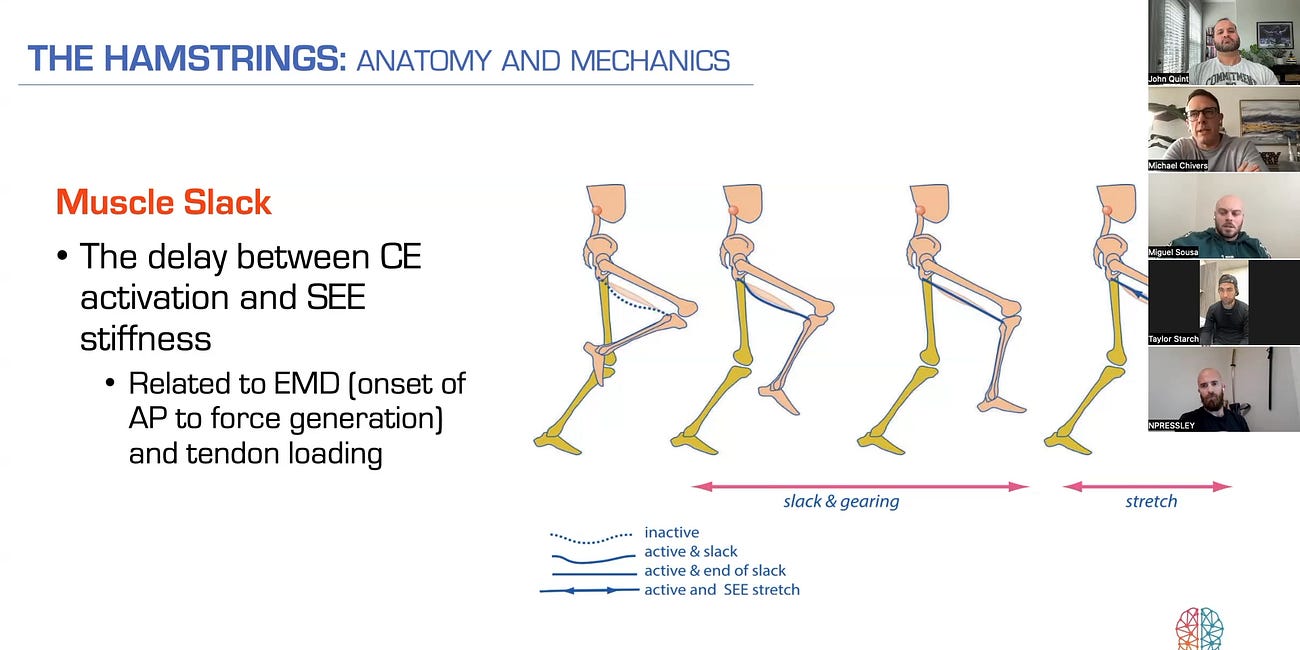 The Hamstrings: A New Ecology