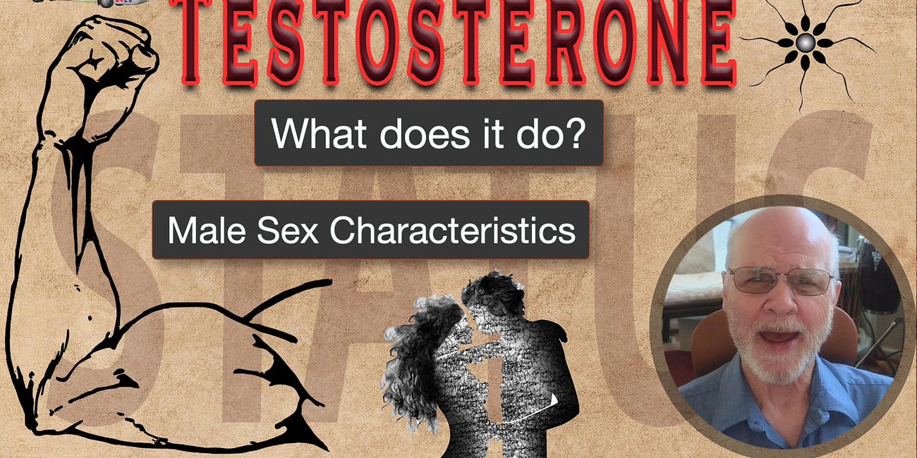 Understanding Men #2: Testosterone - the Basics