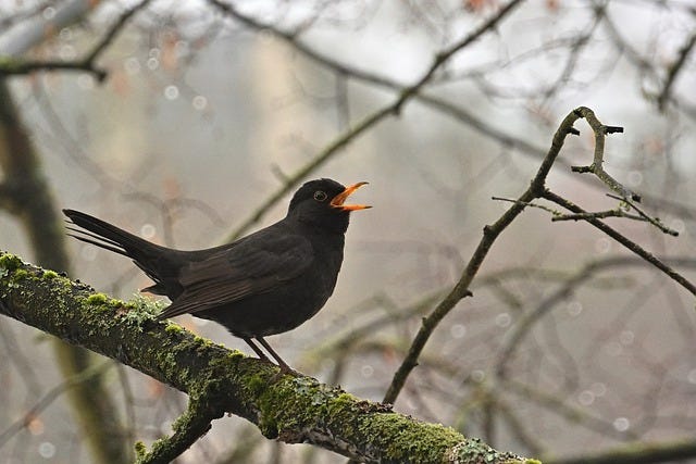 Shriek of the Week: Blackbird 