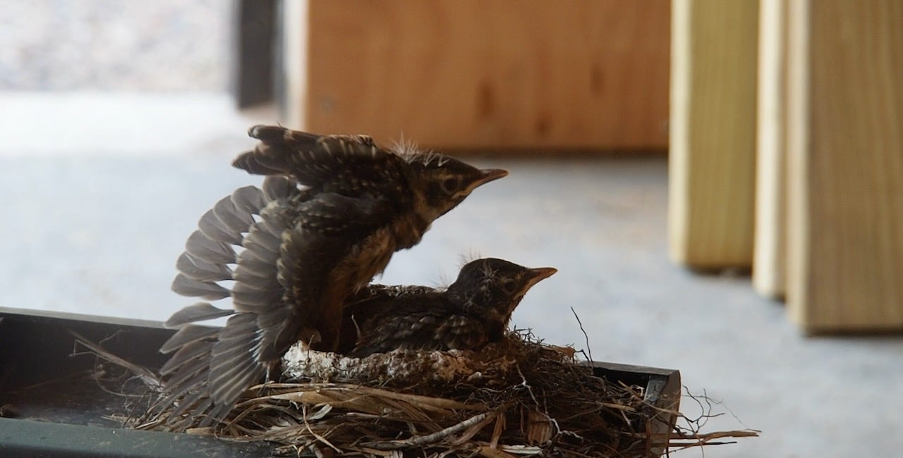 The Crash Pad Robins