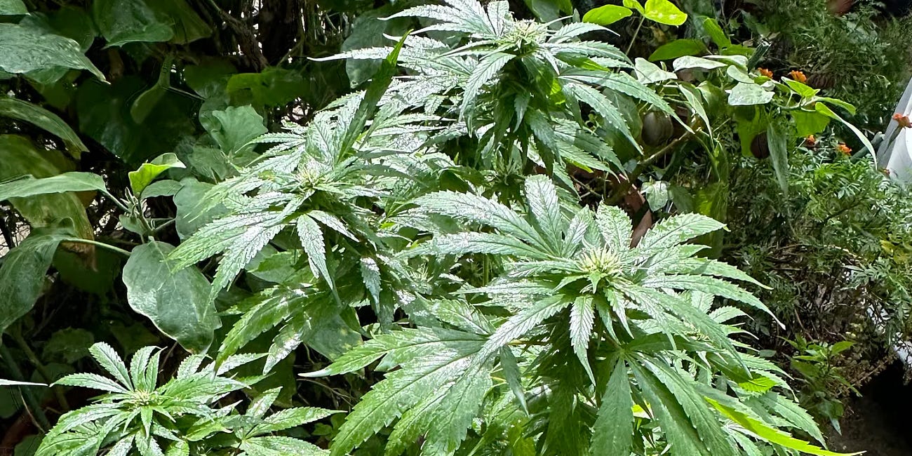 Sen. Barrasso opposes marijuana federally & says, "I oppose Wyoming taking any action as well!”