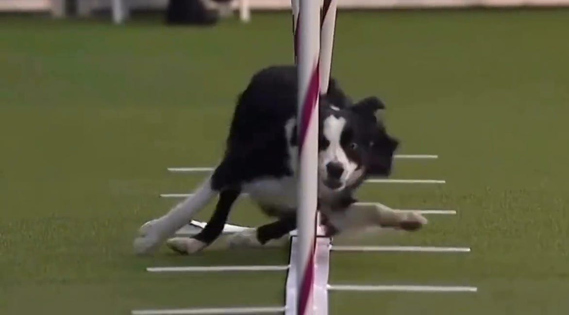 Dog Agility: In second place, the Husky 