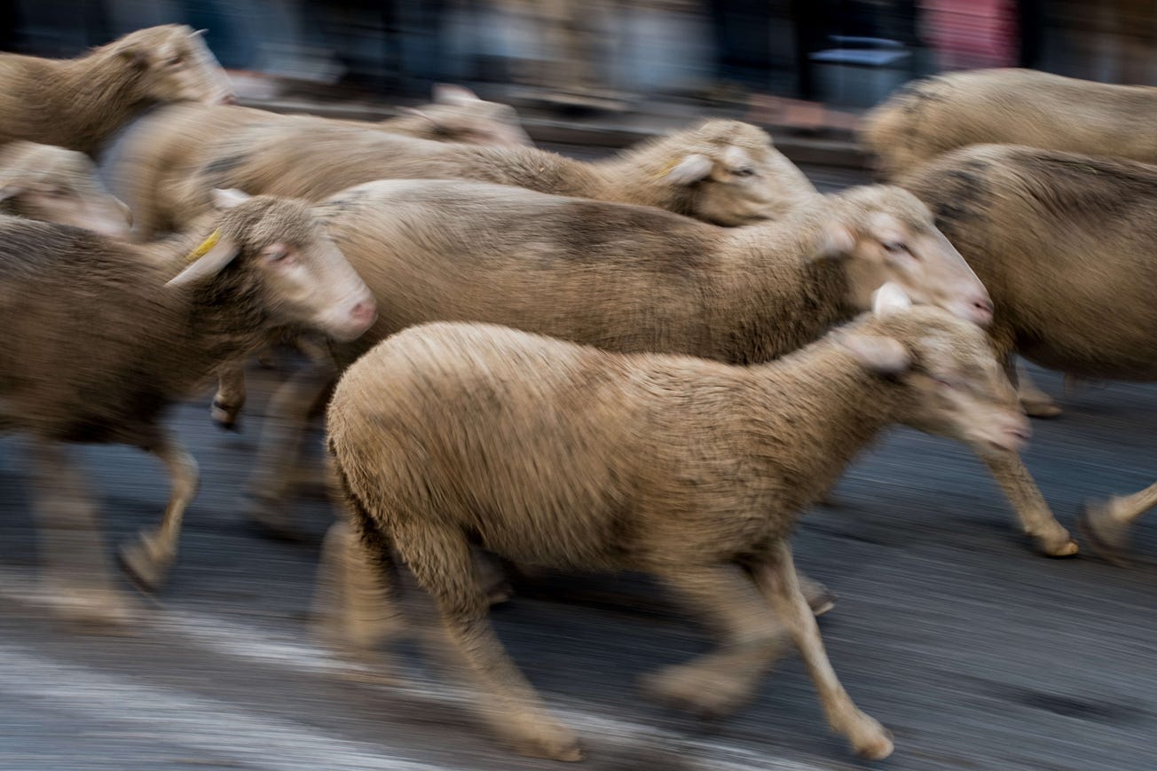 We Aren't Raising Adults. We Are Breeding Very Excellent Sheep.