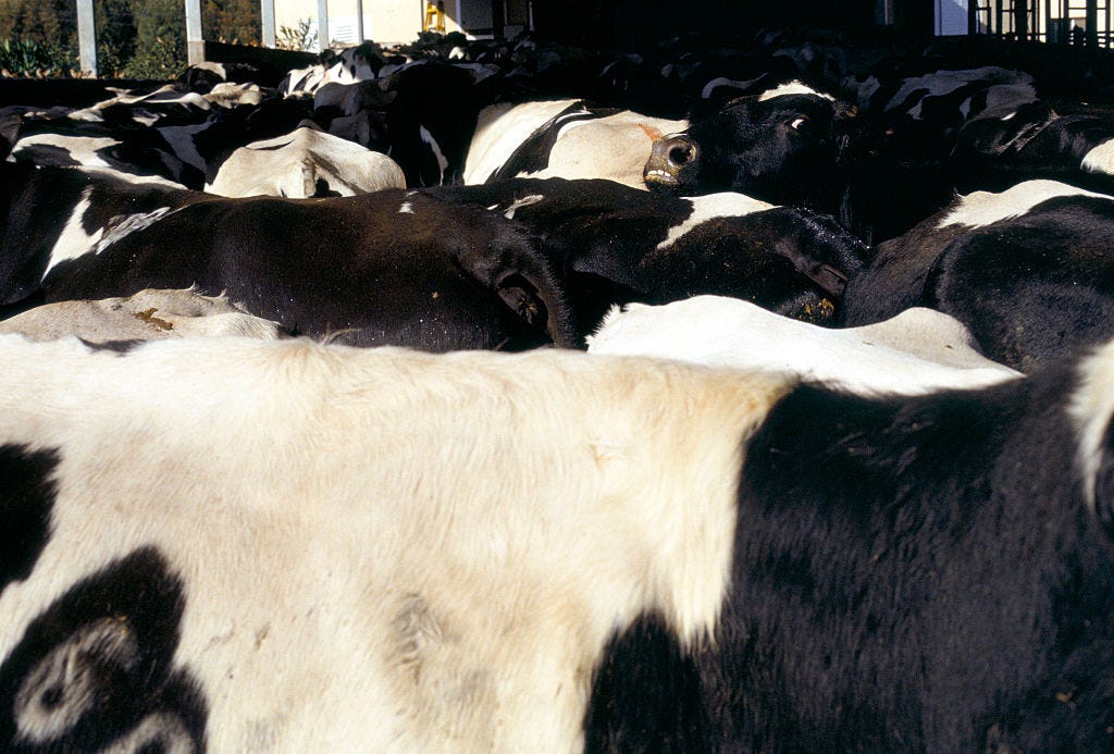 Got (Raw) Milk? How the Cow Became a Culture Warrior