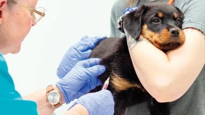 Top vet exposes plan to euthanize pets via routing vaccination schedule.