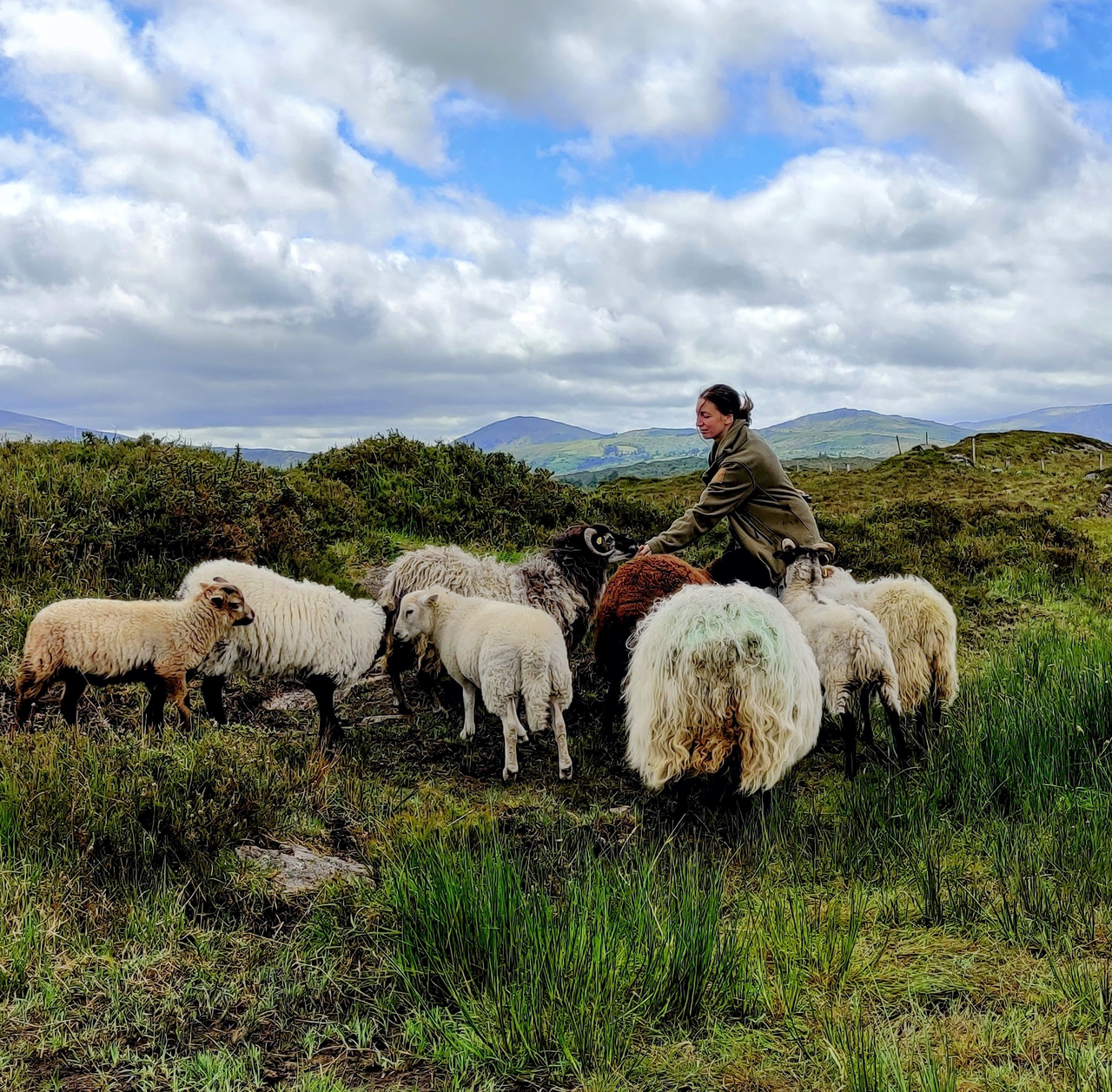 Wild Irish Shepherdess 