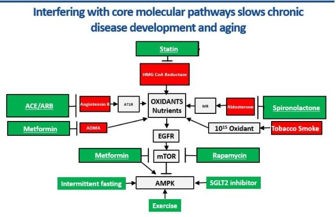 Slow Aging and Delay Chronic Disease Development