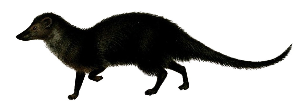 The Black Mongoose