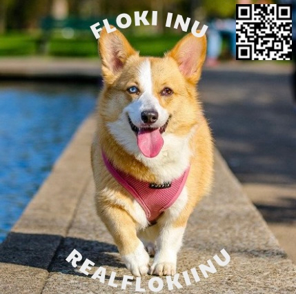FLOKI's Official Newsletter