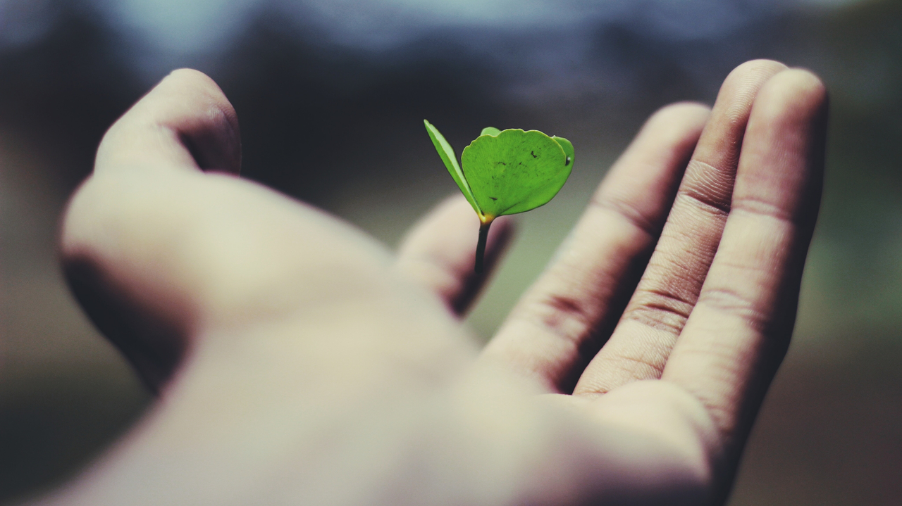 Cultivate Wellbeing