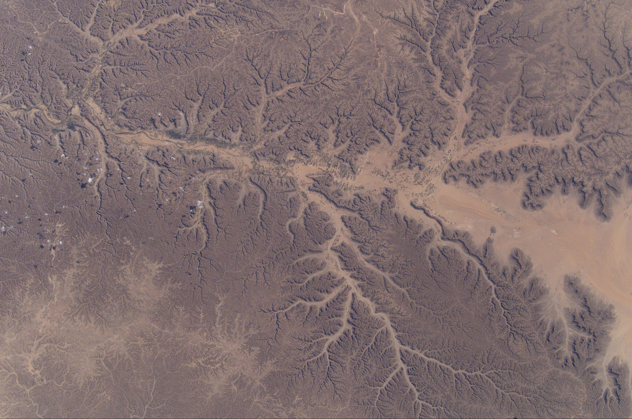 The Anastomosing Dendrite