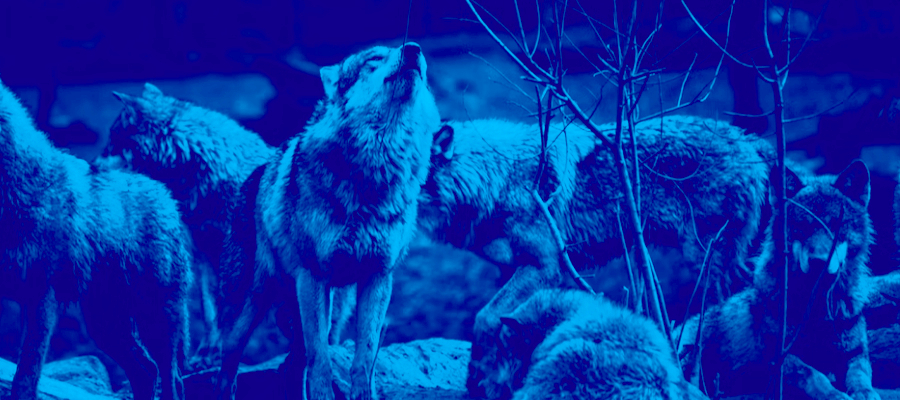 Feed The Wolves Newsletter