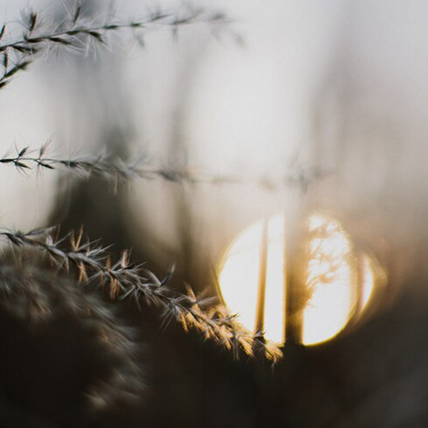 Afterlight