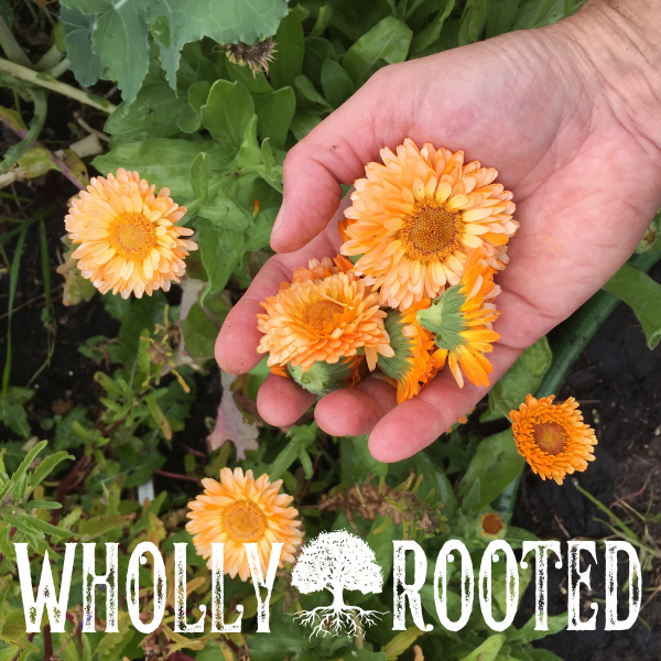 Wholly Rooted