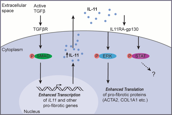 Interleukin-11 signaling underlies fibrosis, parenchymal dysfunction, and  chronic inflammation of the airway | Experimental & Molecular Medicine