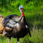 Misplaced Trust: The Thanksgiving Turkey's Tale