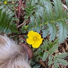 Attempts to cultivate a better Silverweed