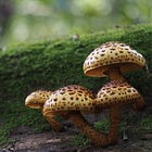 Exploring the Myco-verse: Unraveling the Mysteries of Fungi