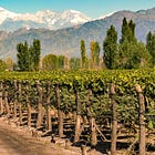 Malbec: another European immigrant in Argentina