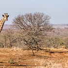 The Masculine Urge to Visit a Psychic Giraffe in Khartoum 