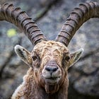 What the Dating Lives of Goats Can Teach You About Relationship Expectations