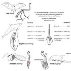 Some Histories of Human Movement
