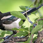 The magpie mind