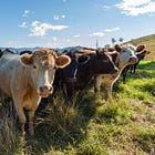 Australian state government set to inject livestock with mRNA vaccines in 2023