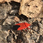 Intriguing insects of Jakkur