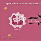 A Hypothesis: Extracellular Vesicles Containing Spike Protein Cause Heart Disease
