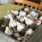 #35: Growing Garlic Step 1