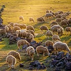 The Sheepfold
