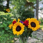 Week 29 (2021)