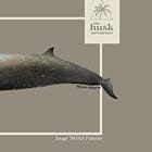 Beaked whales near Guam and potential sonar impact to be studied