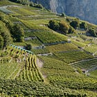 Petite Arvine – The Swiss Grape That Started It All