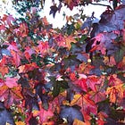 Walking into autumn